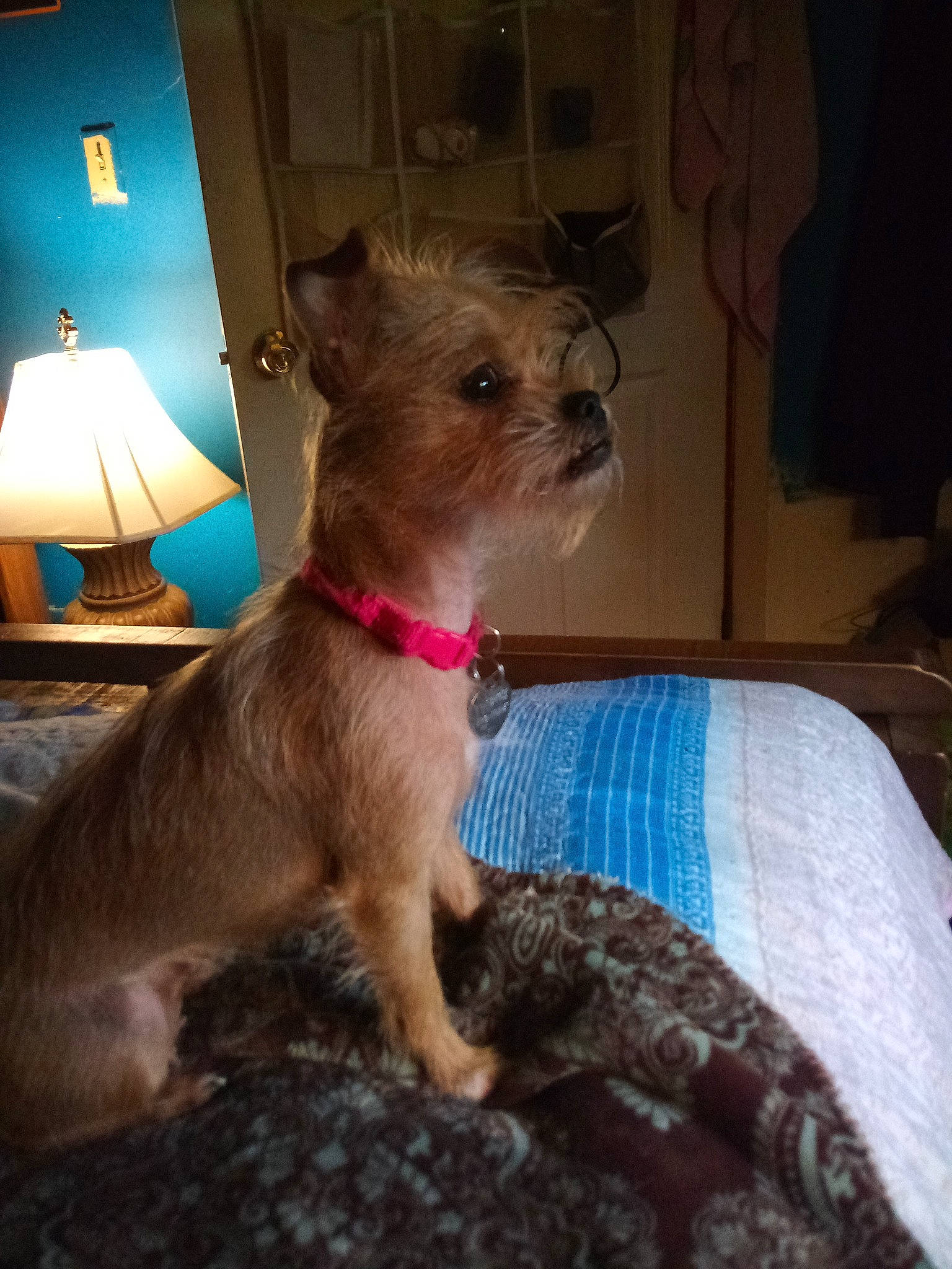 Miss Piggy joined the competition — help win amazing prizes! carnivore, chinese_crested_dog, collar, comfort, companion_dog, dog, dog_breed, dog_clothes, dog_collar, dog_supply, fawn, lamp, liver, pet_supply, small_terrier, snout, tail, terrier, toy_dog, working_animal