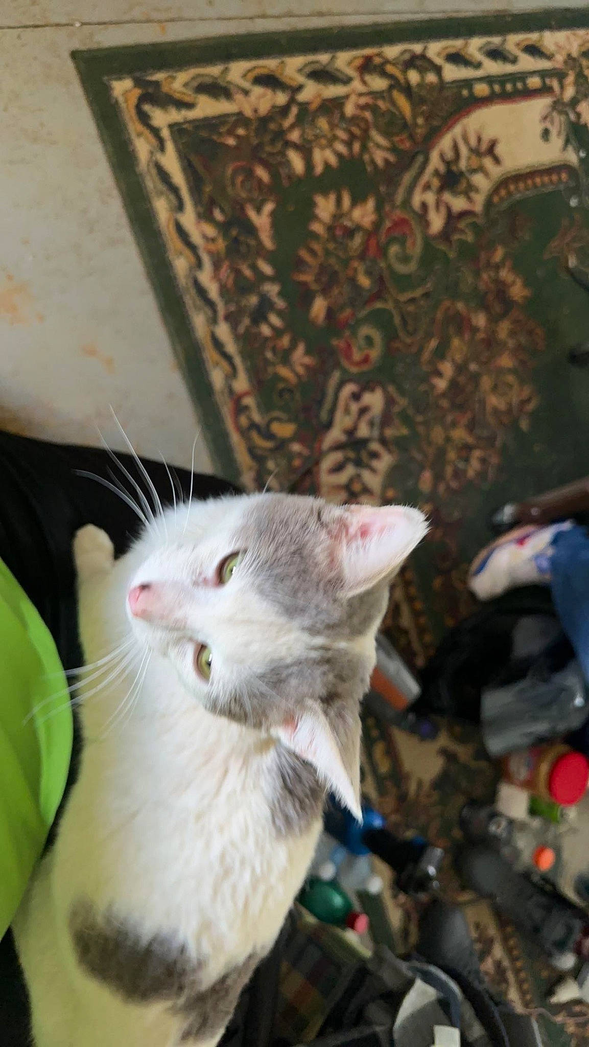 Prince Charming is registered to the contest to win money with this photo: carnivore, cat, claw, collar, domestic_short_haired_cat, fawn, felidae, fur, linens, paw, small_to_medium_sized_cats, tail, whiskers, wood