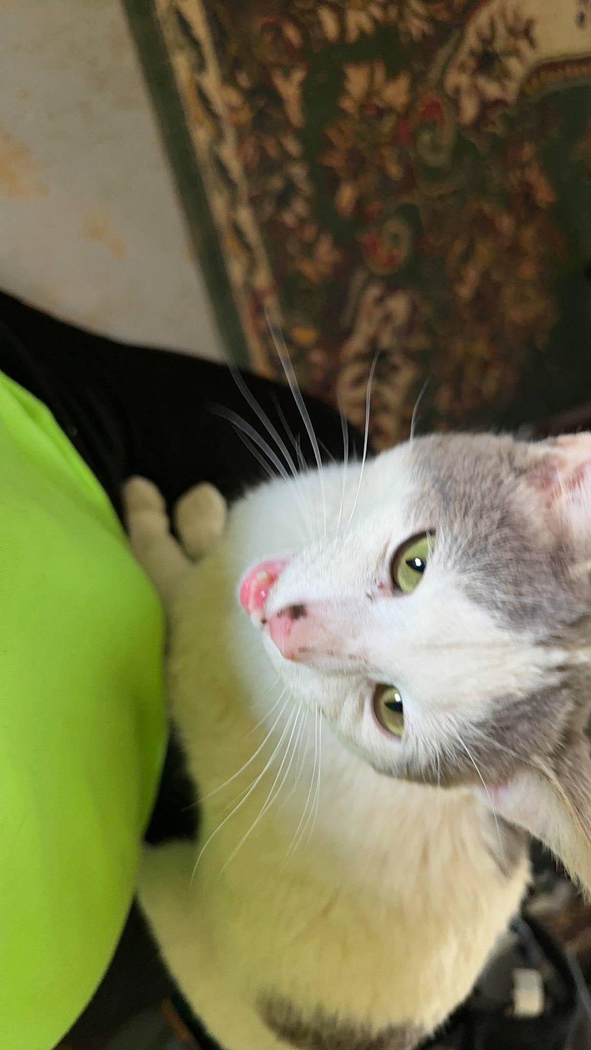 Prince Charming is registered to the contest to win money with this photo: carnivore, cat, claw, comfort, domestic_short_haired_cat, eye, fang, fawn, felidae, foot, fur, head, musical_instrument, nail, paw, plant, small_to_medium_sized_cats, snout, tail, whiskers