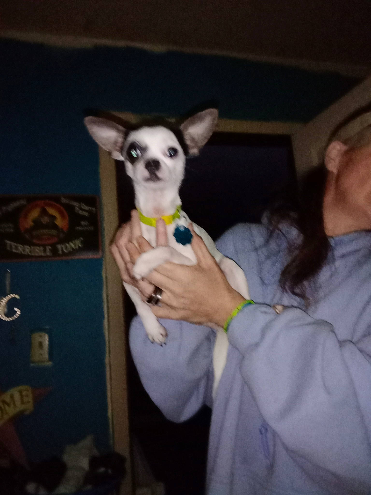 Spot O Jangles is registered to the contest to win money with this photo: canidae, carnivore, companion_dog, corgi_chihuahua, darkness, dog, dog_breed, ear, event, fawn, fictional_character, fun, fur, gesture, non_sporting_group, t_shirt, toy_dog, whiskers