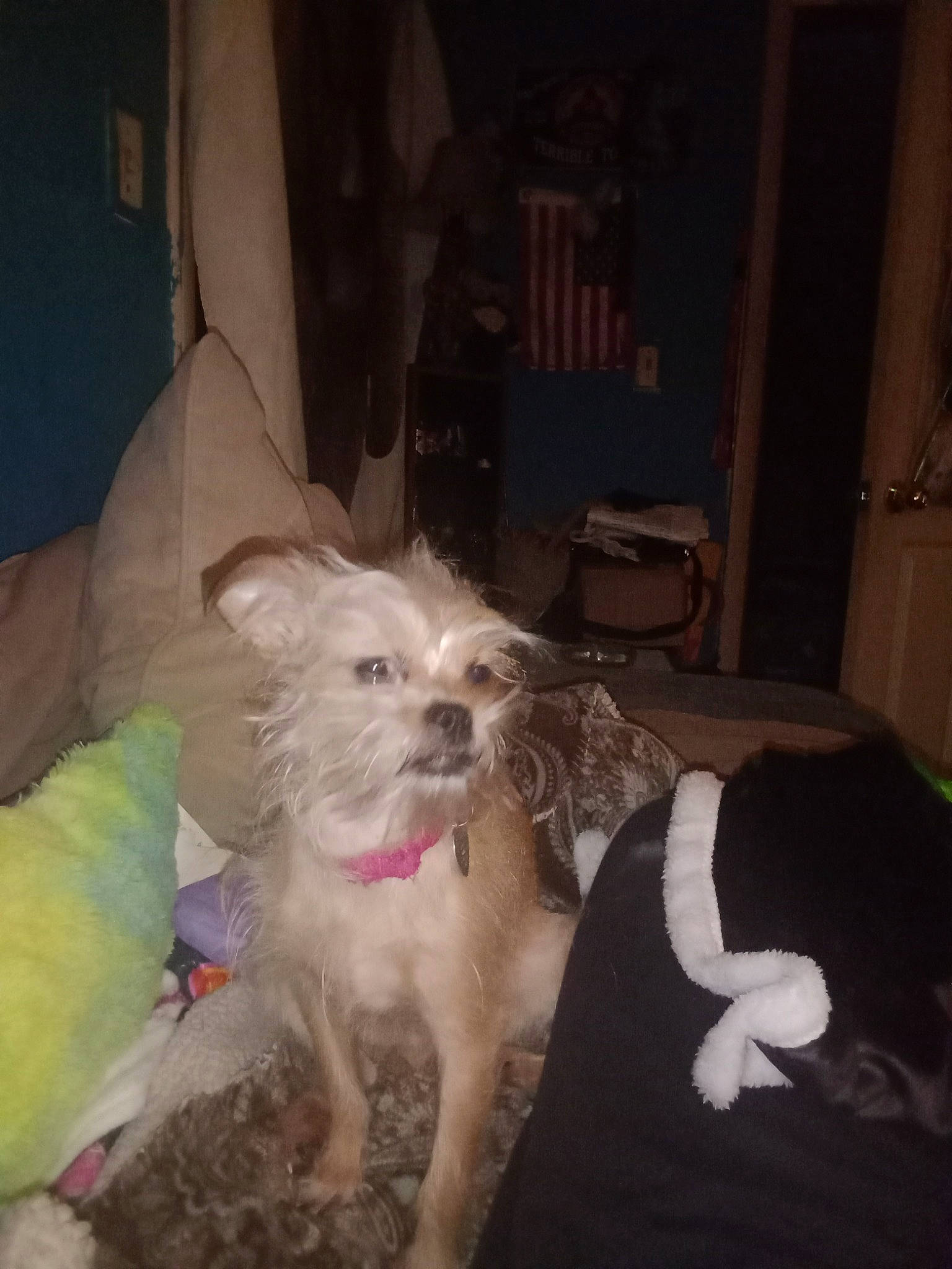 Miss Piggy is registered to the contest to win money with this photo: chair, companion_dog, couch, dog, dog_breed, dog_supply, ear, felidae, fur, maltepoo, nap, paw, puppy, small_terrier, snout, sporting_group, terrier, toy_dog, whiskers, working_animal