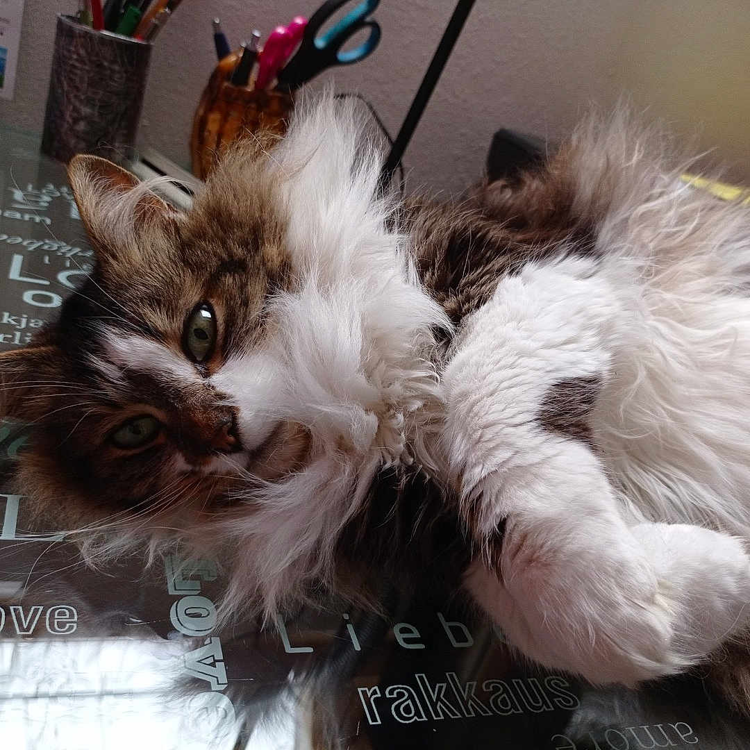 Fidget participe au concours pour gagner de l'argent avec cette photo : abyssinian, angora, animal, blackboard, cat, computer, desk, electronics, face, furniture, hardwood, indoors, kitten, laptop, manx, pc, pet, table, text, wood