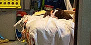 Risha is registered to the contest to win money with this photo: bed, blanket, blanket_folded, casual, clutter, comfort, cozy, dog, domestic, floor, furniture, household, indoor, pet, resting, room, sleeping, storage, textile, wood_floor
