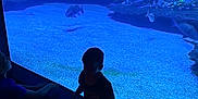 Memphis joined the competition — help win amazing prizes! aquarium, blue, child, coral, dark, education, environment, exhibit, fish, indoor, leisure, marine_life, observation, person, sea_creature, shadow, silhouette, sitting, tank, water