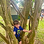 Memphis joined the competition — help win amazing prizes! background, boy, branches, building, casual, child, daylight, grass, leaves, nature, outdoor, person, shirt, shoe, shorts, side_view, skin, standing, tree, trunk
