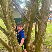 Memphis is registered to the contest to win money with this photo: boy, branches, building, child, climbing, curious, daylight, grass, greenery, nature, outdoor, person, play, shirt, shorts, summer, tree, trunk, white_shoes, young