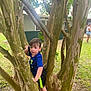 boy, branches, building, child, climbing, curious, daylight, grass, greenery, nature, outdoor, person, play, shirt, shorts, summer, tree, trunk, white_shoes, young