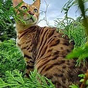 Romy participe au concours pour gagner de l'argent avec cette photo : alert, animal, bengal_cat, bush, cat, closeup, daylight, eyes, feline, fur, greenery, leaves, mammal, nature, outdoor, plant, portrait, sky, striped, wildlife