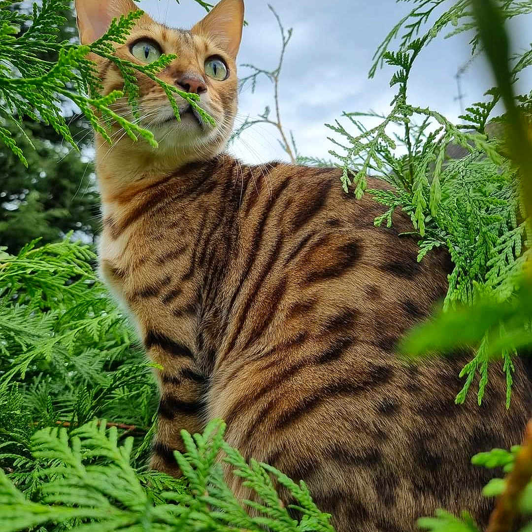 Romy participe au concours pour gagner de l'argent avec cette photo : alert, animal, bengal_cat, bush, cat, closeup, daylight, eyes, feline, fur, greenery, leaves, mammal, nature, outdoor, plant, portrait, sky, striped, wildlife