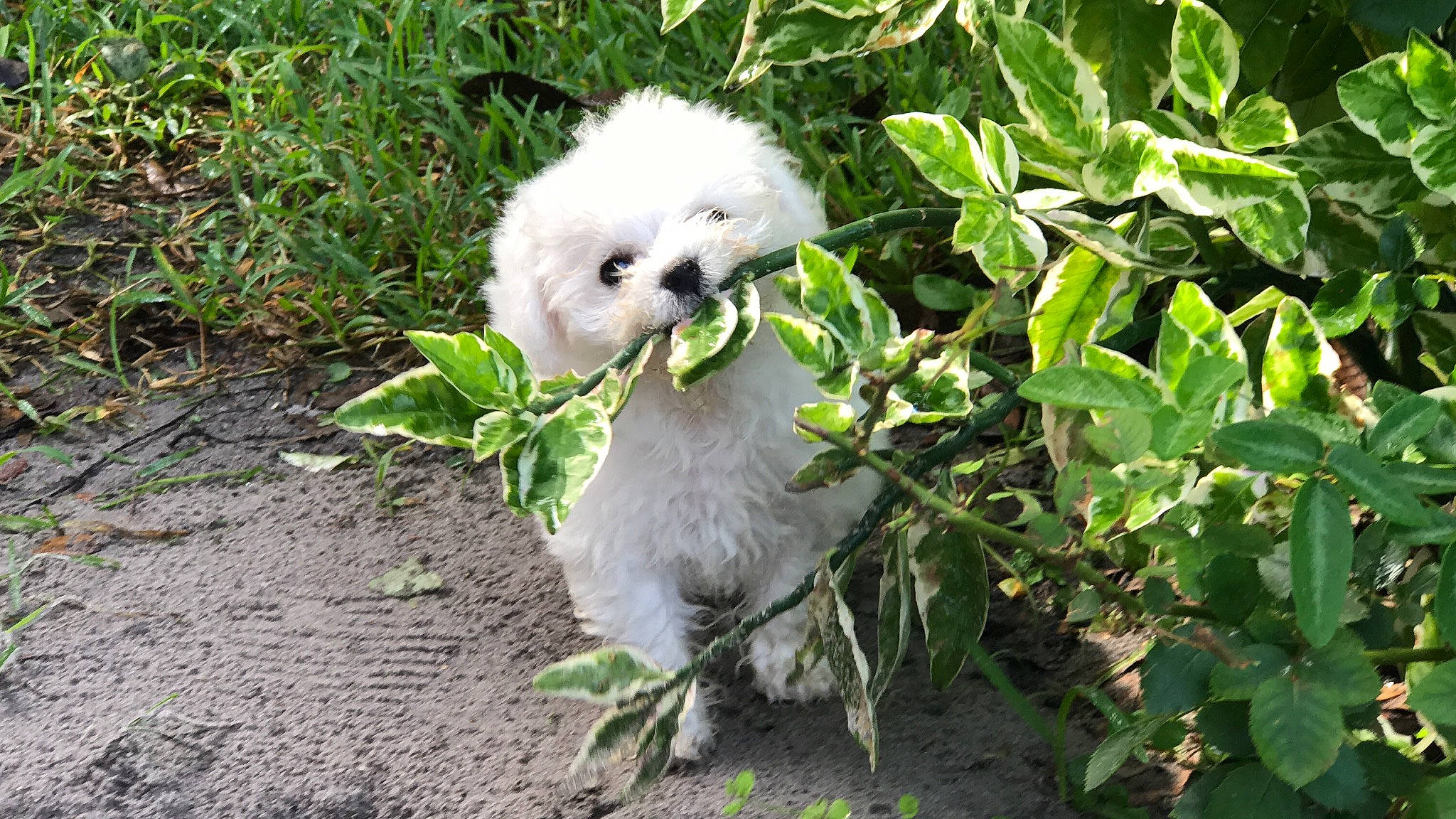 Bella is registered to the contest to win money with this photo: alpaca, canidae, companion_dog, fur, plant