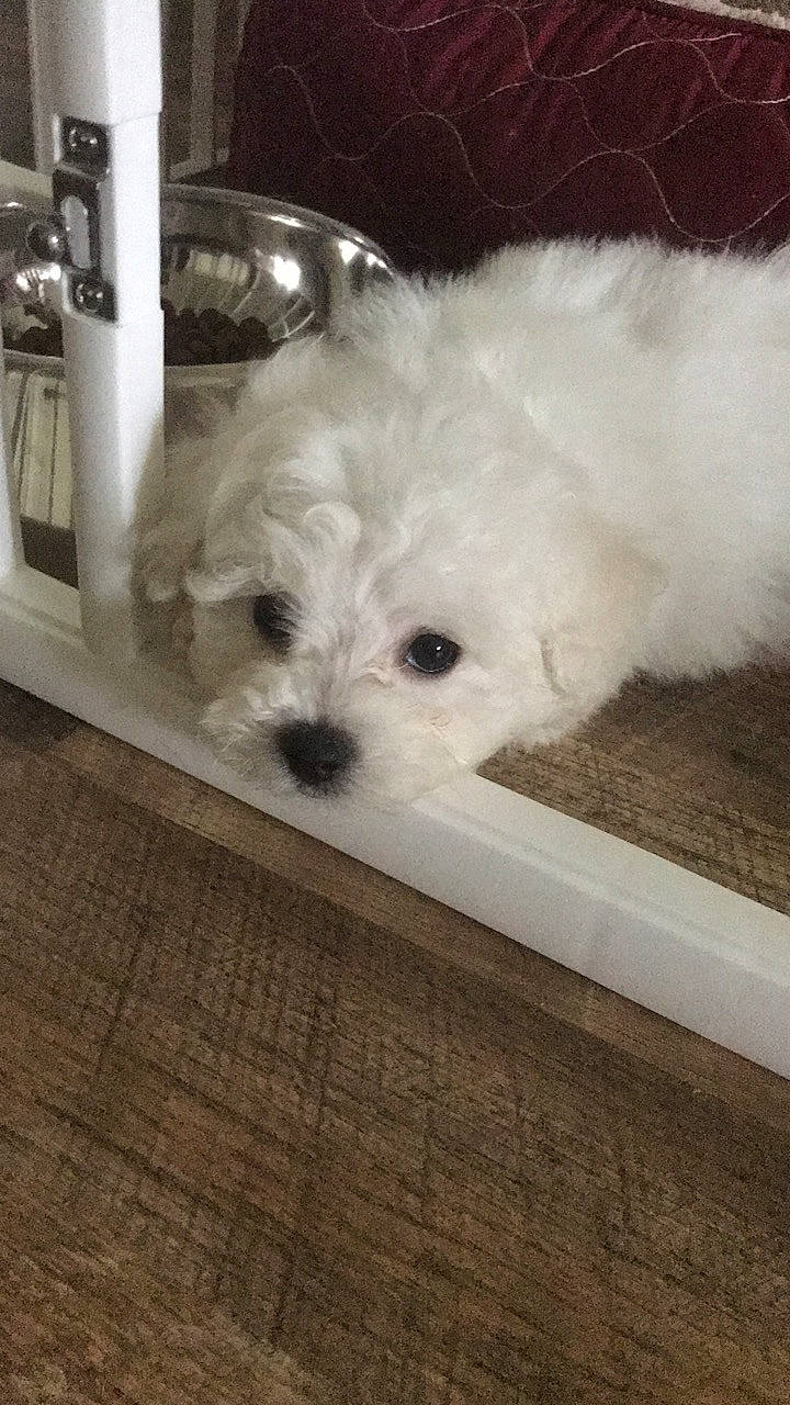 Bella joined the competition — help win amazing prizes! bichon, bichon_frise, bolognese, canidae, carnivore, companion_dog, dog, dog_breed, eye, havanese, maltepoo, maltese, mammal, morkie, non_sporting_group, puppy, schnoodle, toy_dog, west_highland_white_terrier, white