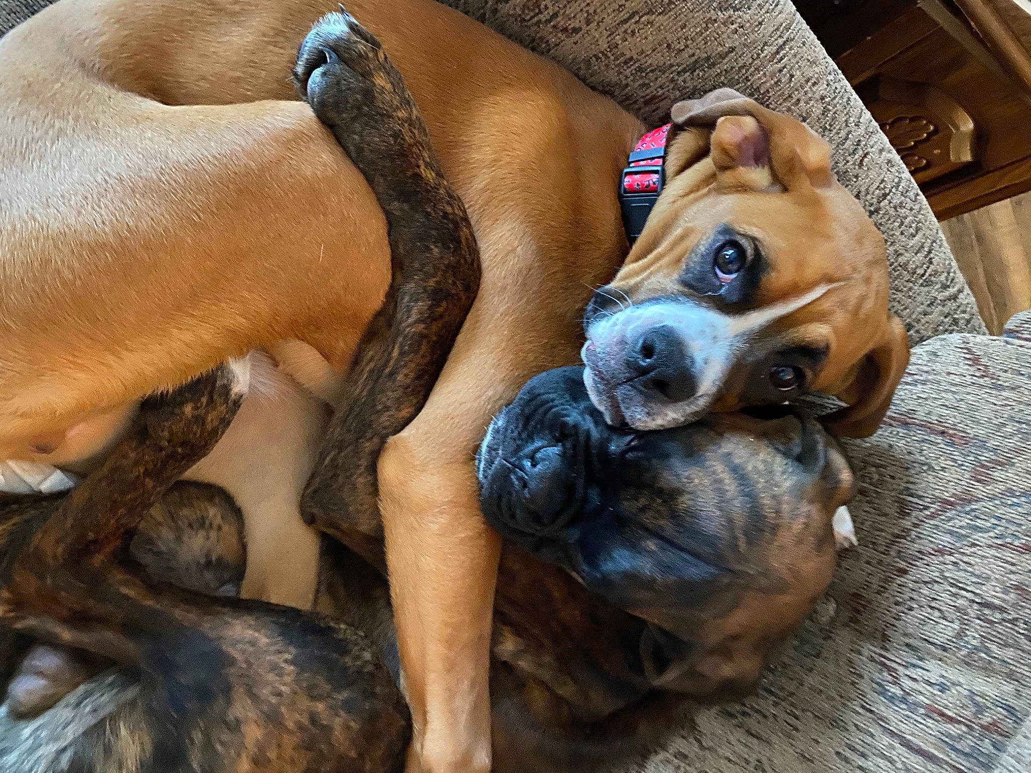 Blue And River joined the competition — help win amazing prizes! canidae, carnivore, companion_dog, dog, dog_breed, dog_supply, fawn, liver, paw, pet_supply, snout, sporting_group, whiskers, working_animal, working_dog