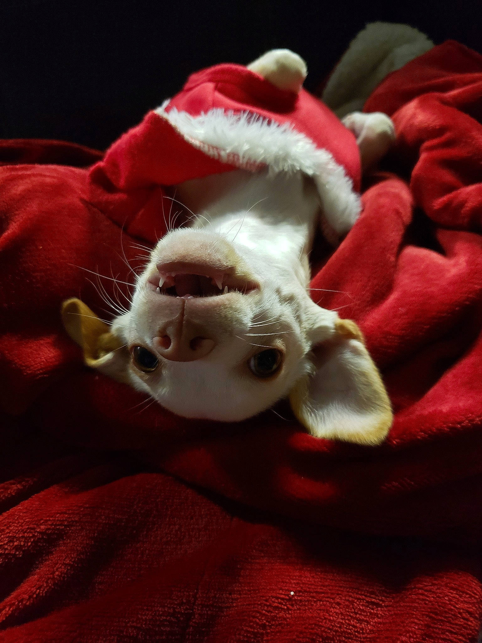 Casper is registered to the contest to win money with this photo: canidae, carnivore, dog, dog_breed, fictional_character, puppy, santa_claus, sporting_group