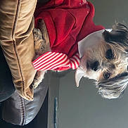 Chewy is registered to the contest to win money with this photo: canidae, carmine, carnivore, companion_dog, dog, dog_breed, dog_clothes, dog_supply, eyewear, fashion_accessory, fawn, fur, gesture, human_leg, small_terrier, snout, sporting_group, sunglasses, toy_dog, whiskers