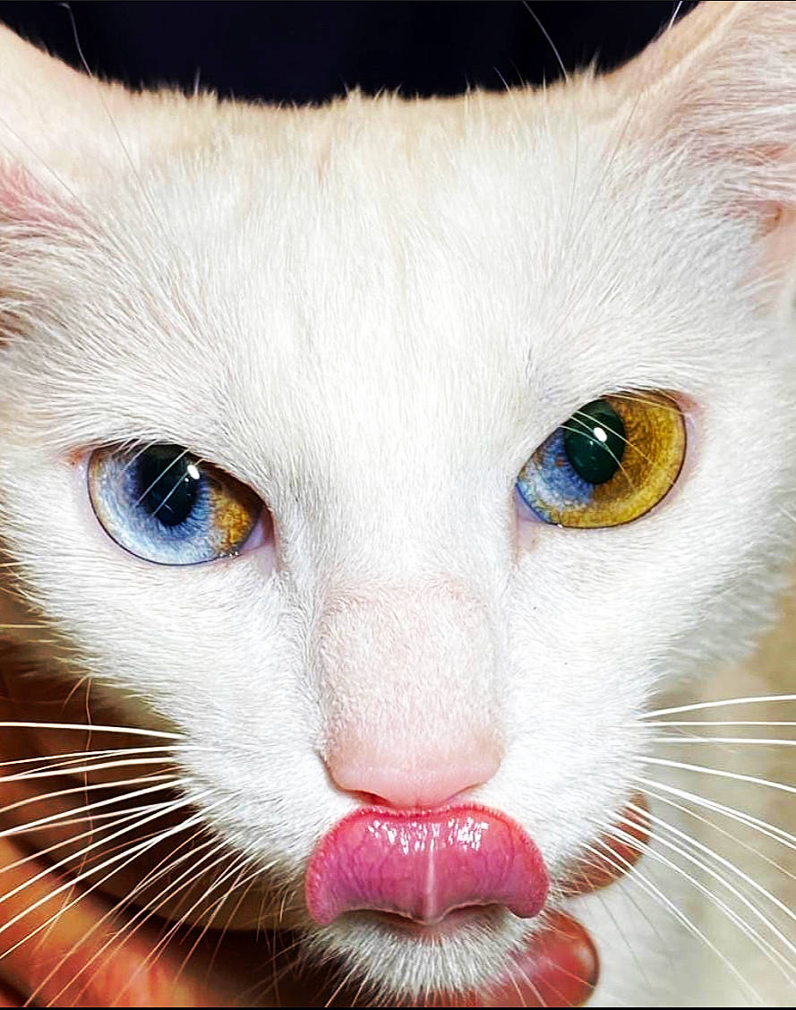 Opium participe au concours pour gagner de l'argent avec cette photo : american_wirehair, asian, burmilla, carnivore, cat, close_up, colorpoint_shorthair, eye, felidae, fur, head, khao_manee, kitten, mammal, nose, ojos_azules, small_to_medium_sized_cats, snout, turkish_angora, whiskers