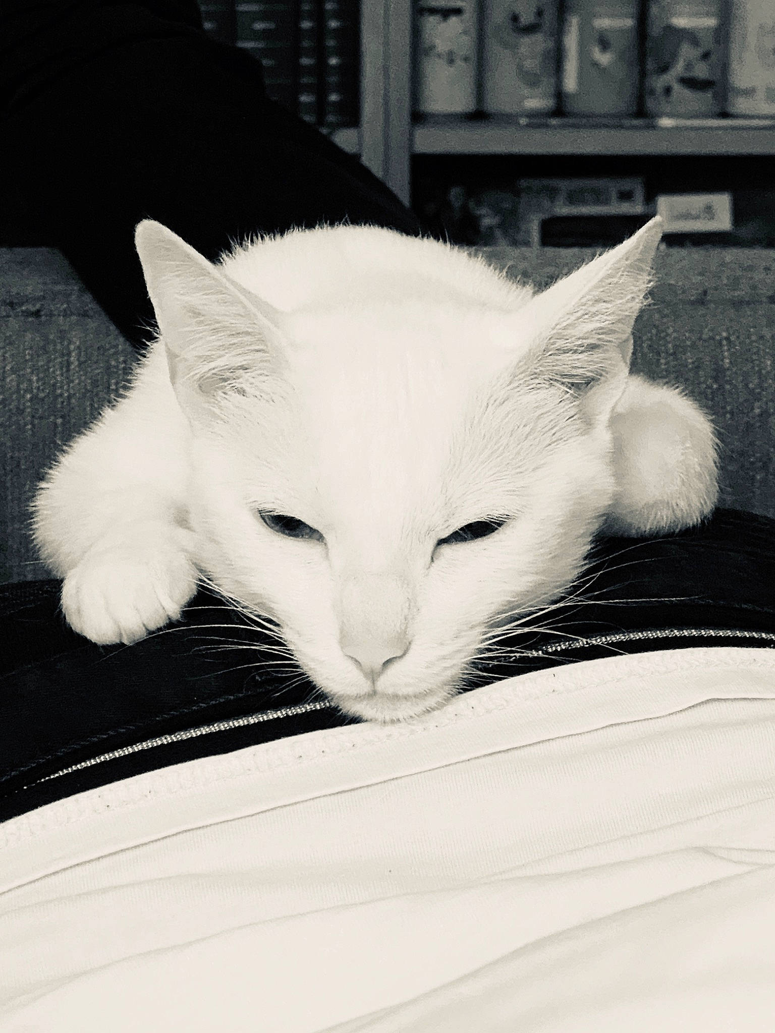 Opium participe au concours pour gagner de l'argent avec cette photo : asian, black, black_and_white, burmilla, carnivore, cat, domestic_short_haired_cat, ear, eye, felidae, fur, khao_manee, kitten, mammal, nose, small_to_medium_sized_cats, snout, turkish_angora, whiskers, white