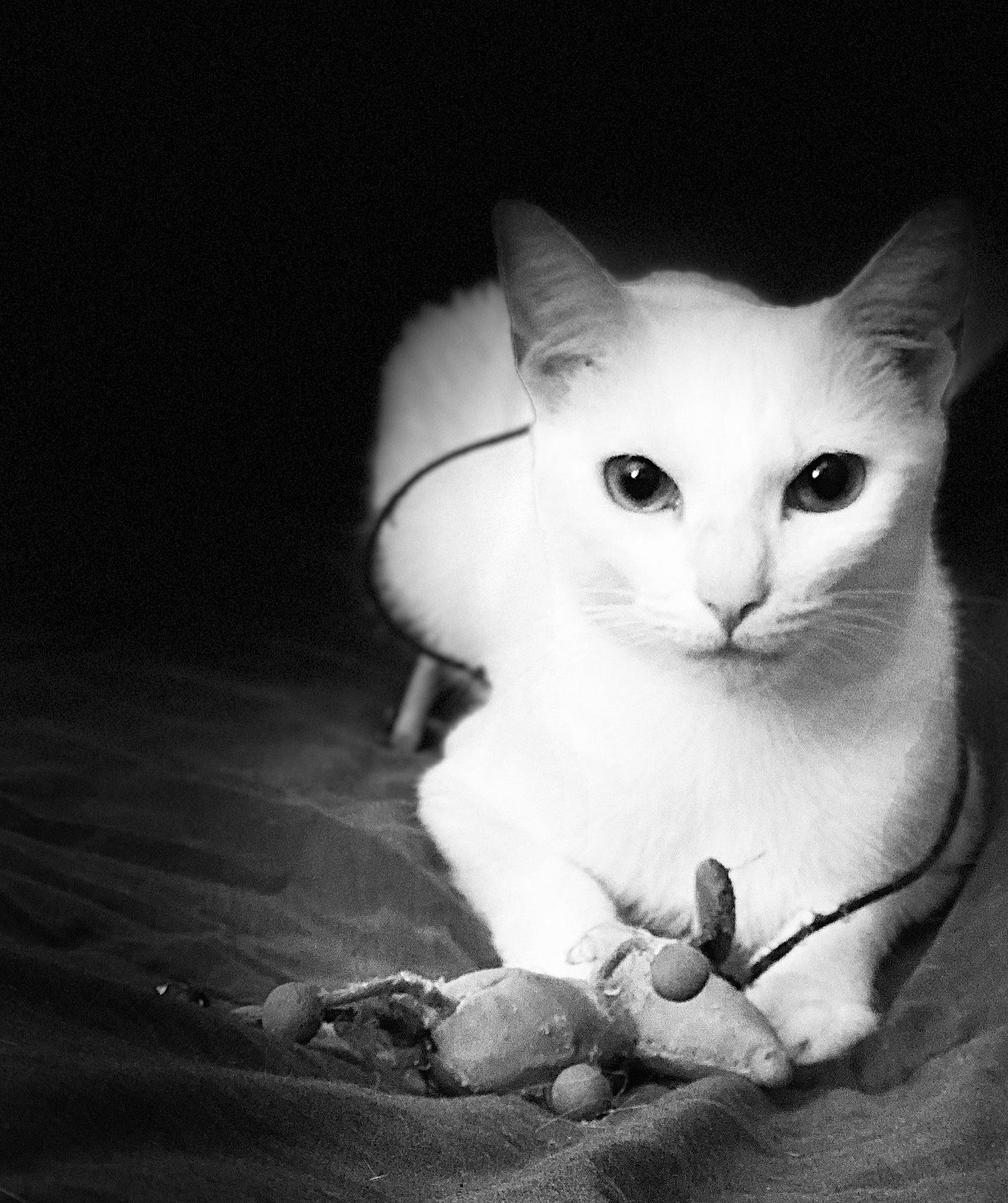Opium a rejoint le concours — aidez-le/la à gagner de superbes lots ! aegean_cat, black, black_and_white, burmilla, carnivore, cat, domestic_short_haired_cat, eye, felidae, khao_manee, kitten, monochrome, monochrome_photography, photography, small_to_medium_sized_cats, snout, still_life_photography, turkish_angora, whiskers, white