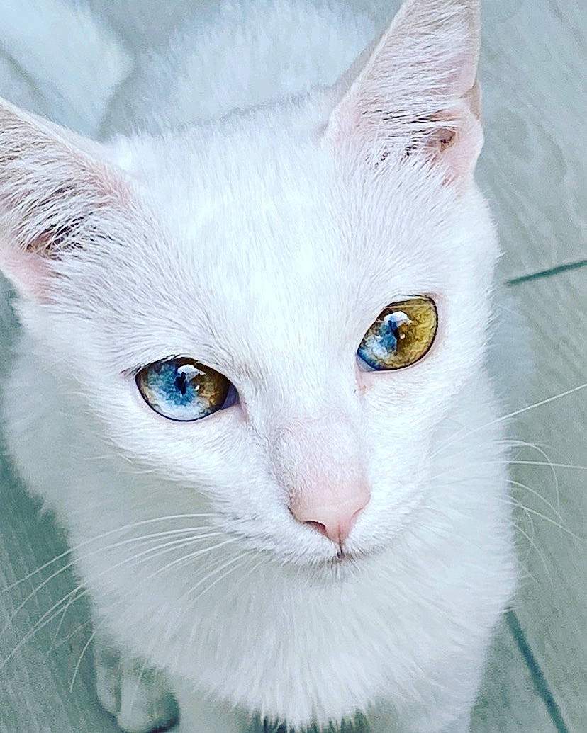 Opium a rejoint le concours — aidez-le/la à gagner de superbes lots ! aegean_cat, burmilla, carnivore, cat, domestic_short_haired_cat, eye, felidae, iris, khao_manee, mammal, nose, ojos_azules, organ, small_to_medium_sized_cats, snout, turkish_angora, turkish_van, vertebrate, whiskers, white