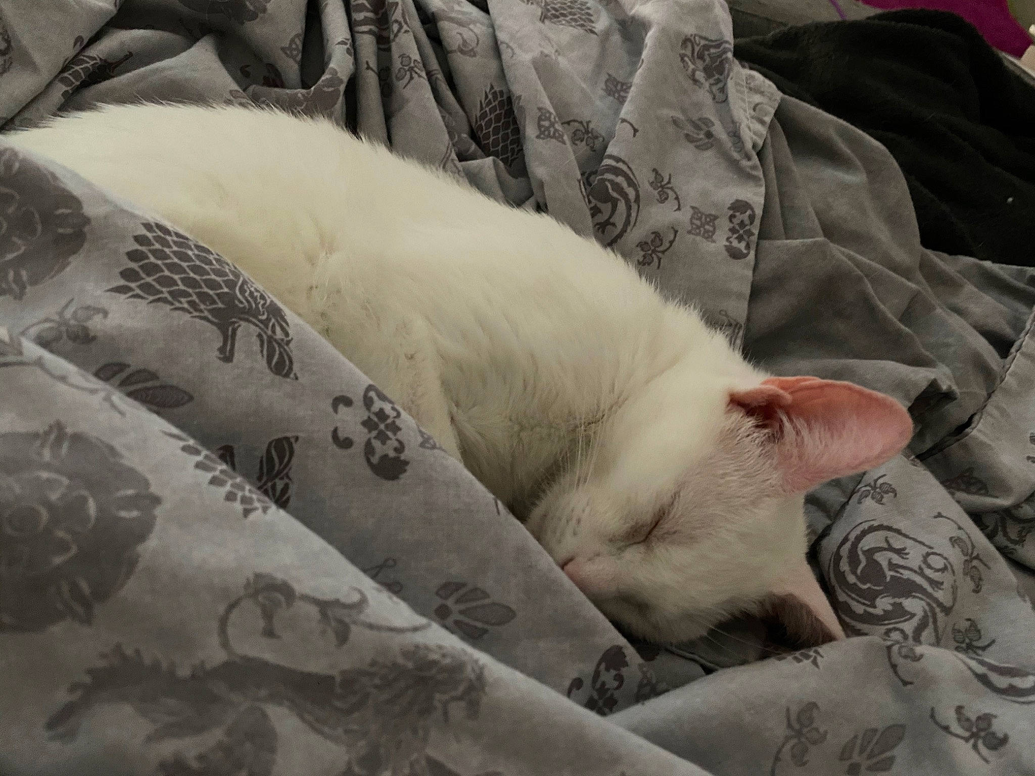 Opium participe au concours pour gagner de l'argent avec cette photo : canidae, carnivore, cat, dog_breed, felidae, kitten, nap, non_sporting_group, pillow, sleep, small_to_medium_sized_cats, snout, whiskers