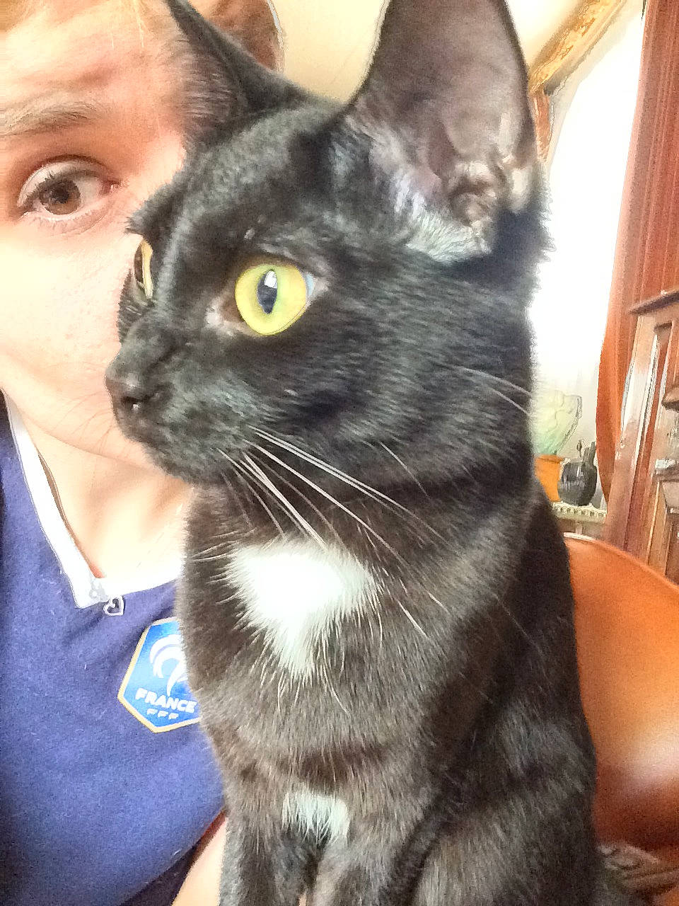 Laos a rejoint le concours — aidez-le/la à gagner de superbes lots ! asian, black_cat, carnivore, cat, domestic_short_haired_cat, eye, felidae, german_rex, iris, javanese, kitten, korat, mammal, oriental_longhair, oriental_shorthair, photography, small_to_medium_sized_cats, snout, vertebrate, whiskers