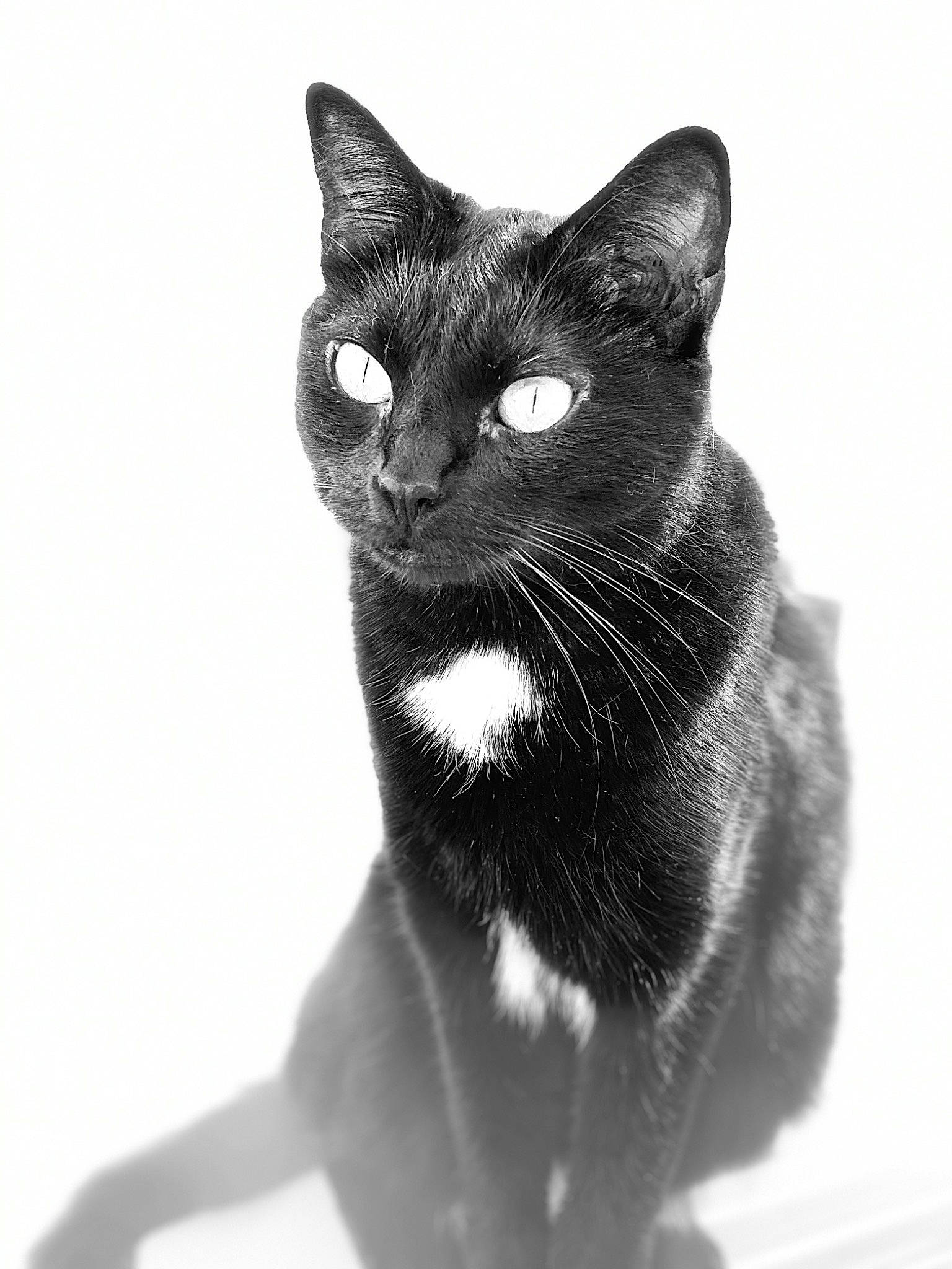 Laos participe au concours pour gagner de l'argent avec cette photo : american_wirehair, asian, black, black_and_white, black_cat, burmese, carnivore, cat, domestic_short_haired_cat, eye, felidae, mammal, monochrome, monochrome_photography, photography, small_to_medium_sized_cats, snout, style, whiskers, white