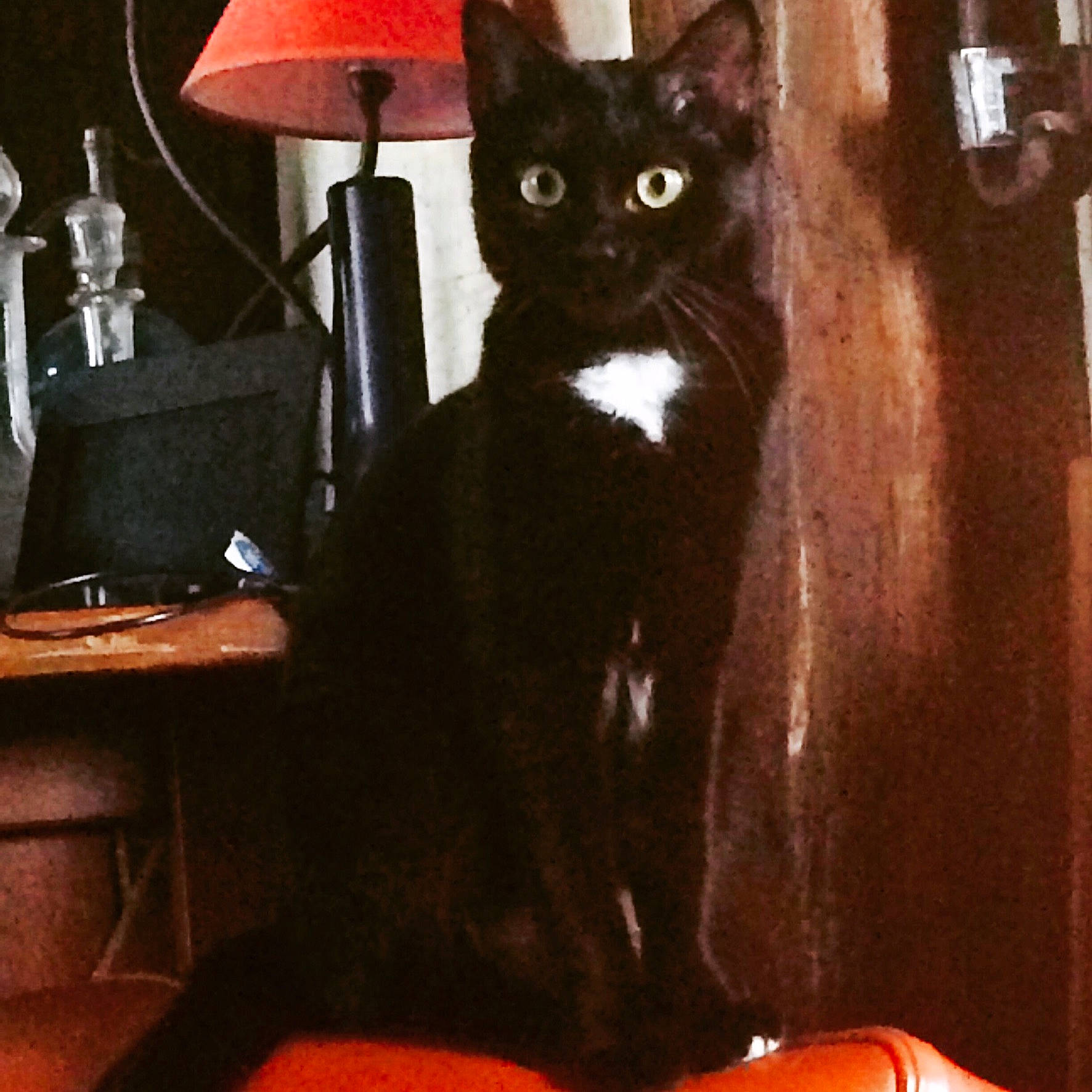 Laos a rejoint le concours — aidez-le/la à gagner de superbes lots ! asian, black_cat, bombay, carnivore, cat, felidae, german_rex, kitten, small_to_medium_sized_cats, square, tail, whiskers