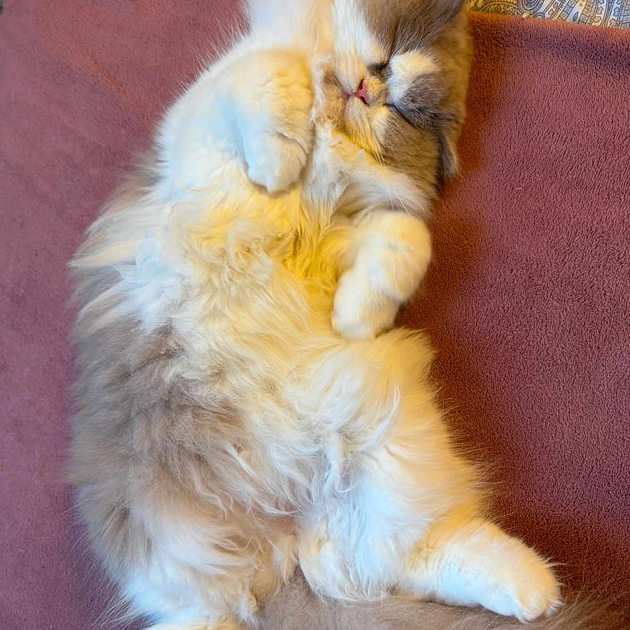 Chaussette participe au concours pour gagner de l'argent avec cette photo : abyssinian, angora, animal, armchair, cat, chair, couch, furniture, hardwood, indoors, interiordesign, kitten, manx, person, pet, plywood, siamese, sleeping, wood