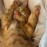 kitten, cat, sleeping, orange_tabby, paws, feline, pet, cute, cozy, blanket, fur, whiskers, relaxed, nap, adorable, animal, indoor, resting, pink_nose, soft