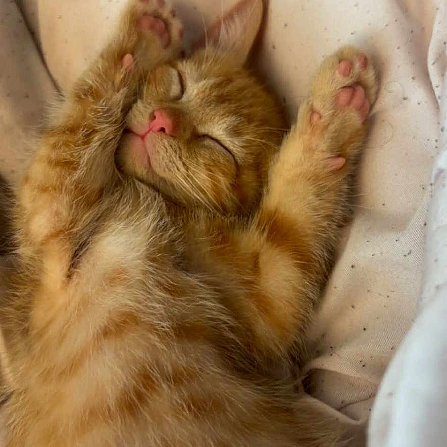 Bubba joined the competition — help win amazing prizes! kitten, cat, sleeping, orange_tabby, paws, feline, pet, cute, cozy, blanket, fur, whiskers, relaxed, nap, adorable, animal, indoor, resting, pink_nose, soft