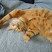 Voyou participe au concours pour gagner de l'argent avec cette photo : animal, blanket, cat, cozy, cute, domestic_cat, feline, fur, green_eyes, indoor, lying_down, orange_tabby, pet, playful, relaxed, resting, soft_texture, stretching, upside_down, whiskers