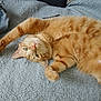 animal, blanket, cat, cozy, cute, domestic_cat, feline, fur, green_eyes, indoor, lying_down, orange_tabby, pet, playful, relaxed, resting, soft_texture, stretching, upside_down, whiskers