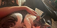 Blizz joined the competition — help win amazing prizes! cat, tabby_cat, pet, lap, person, arm, red_shirt, black_pants, indoor, cozy, resting, fur, whiskers, wooden_floor, furniture, home_interior, comfort, animal, domestic, relaxation