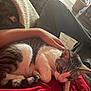 cat, tabby_cat, pet, lap, person, arm, red_shirt, black_pants, indoor, cozy, resting, fur, whiskers, wooden_floor, furniture, home_interior, comfort, animal, domestic, relaxation