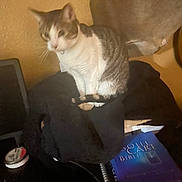Blizz is registered to the contest to win money with this photo: cat, indoor, clothing, book, table, wall, furniture, domestic_animal, pet, blurred, brown, white, striped, tail, sitting, cozy, soft_focus, warm_lighting, pile, paper