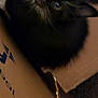Meowster Splinter joined the competition — help win amazing prizes! kitten, cat, black_and_white, furry, animal, pet, box, cardboard, cute, young, indoor, closeup, eyes, whiskers, fur, snuggle, multiple, small, resting, curious