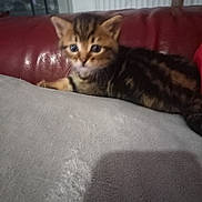 Xena a rejoint le concours — aidez-le/la à gagner de superbes lots ! abyssinian, animal, architecture, armchair, blanket, building, cat, chair, couch, cushion, den, furniture, homedecor, indoors, kitten, livingroom, manx, pet, room