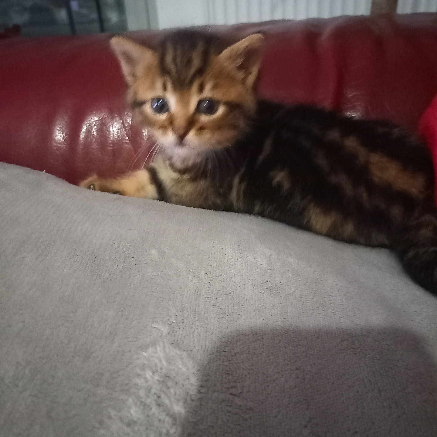 Xena
