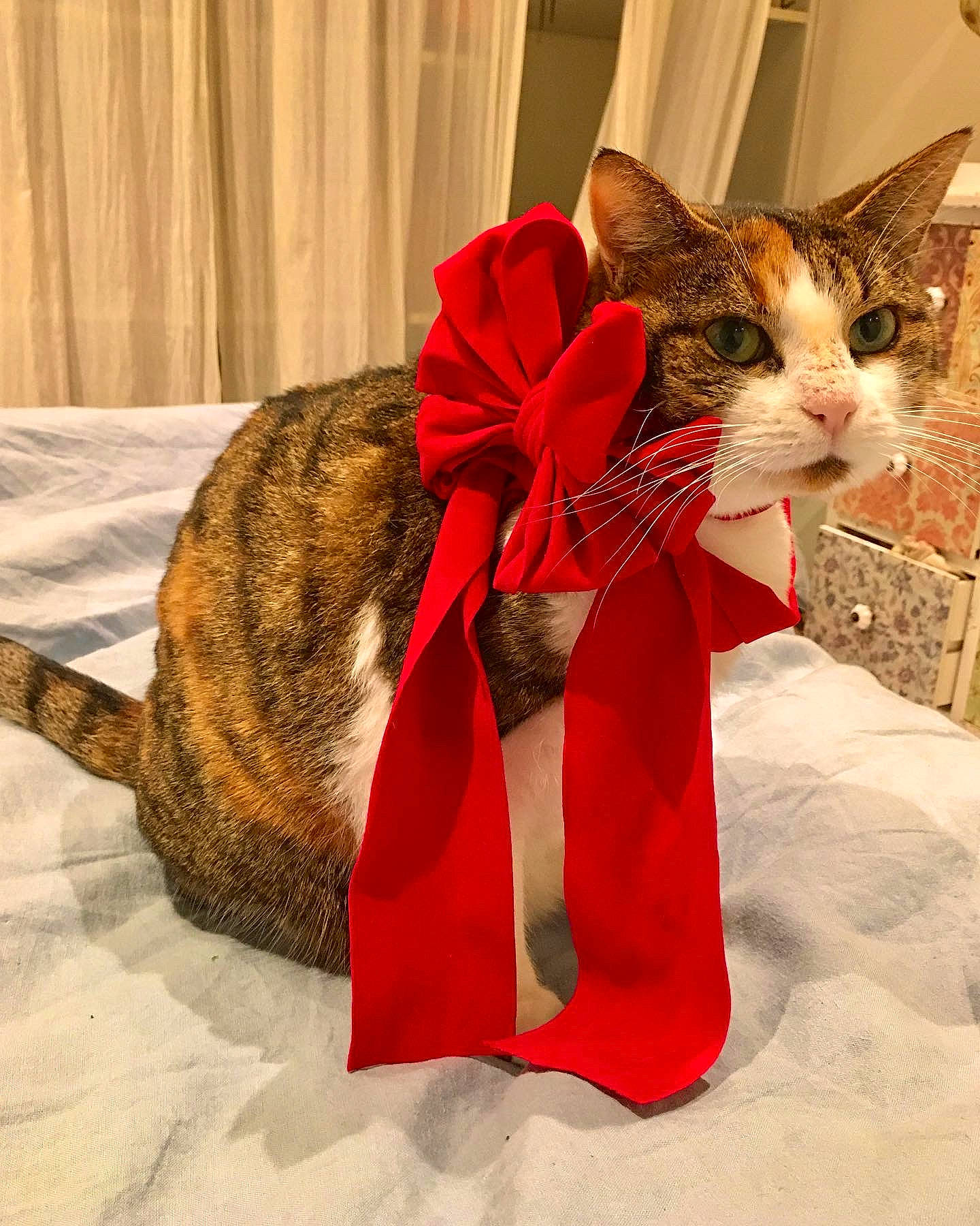 Michmich participe au concours pour gagner de l'argent avec cette photo : carmine, carnivore, cat, christmas_ornament, costume_hat, curtain, domestic_short_haired_cat, event, fashion_accessory, fawn, felidae, fur, hat, holiday, linens, ornament, paper_bag, small_to_medium_sized_cats, tail, whiskers
