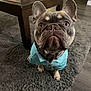 big_eyes, canine, carpet, close_up, clothing, coffee_table, cute, dog, dog_shirt, ears, french_bulldog, hardwood_floor, indoor, looking_up, nose, pet, portrait, rug, sitting, wrinkled_face