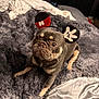bed, big_eyes, blanket, costume, cozy, cute, dog, french_bulldog, fur, gray_fur, headband, indoor, looking_up, mickey_ears, paws, pet, plush_blanket, portrait, sitting, wrinkled_face