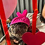 Astro joined the competition — help win amazing prizes! animal_face, beard, bunny_hat, close_up, costume, curtains, cute, dog, expression, french_bulldog, gaze, hand, heart_decor, indoor, person, pet, pink_hat, portrait, red_ribbon, valentines