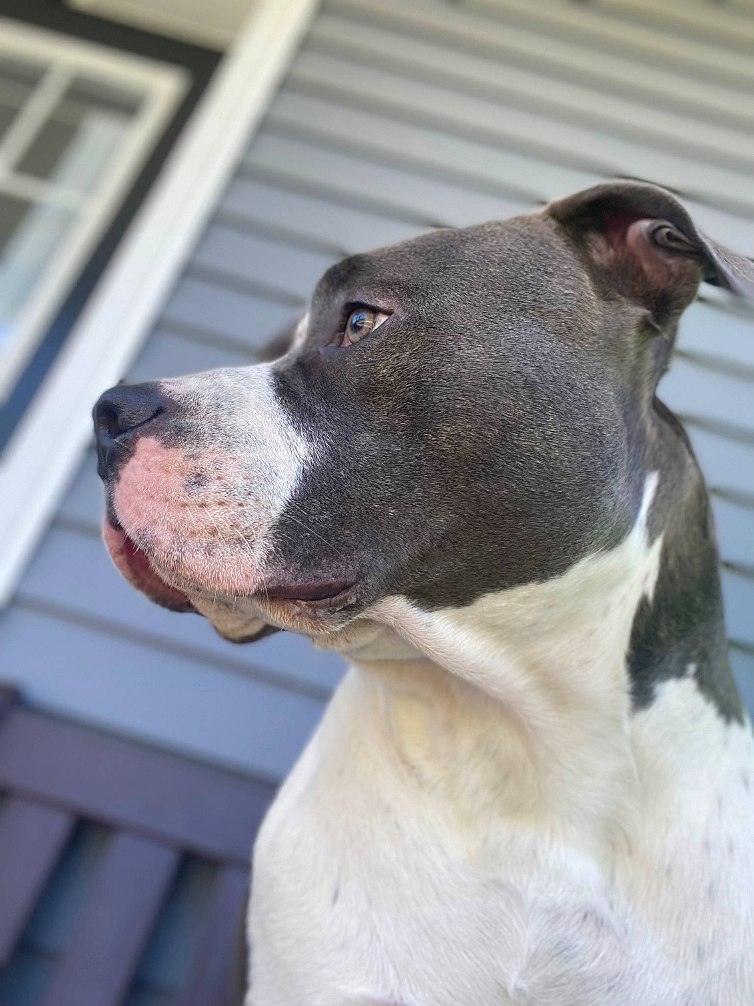 Arrow is registered to the contest to win money with this photo: canidae, carnivore, collar, companion_dog, dog, dog_breed, dog_collar, eye, fang, fashion_accessory, fawn, fur, leash, pet_supply, sporting_group, terrestrial_animal, terrier, whiskers, working_animal, working_dog