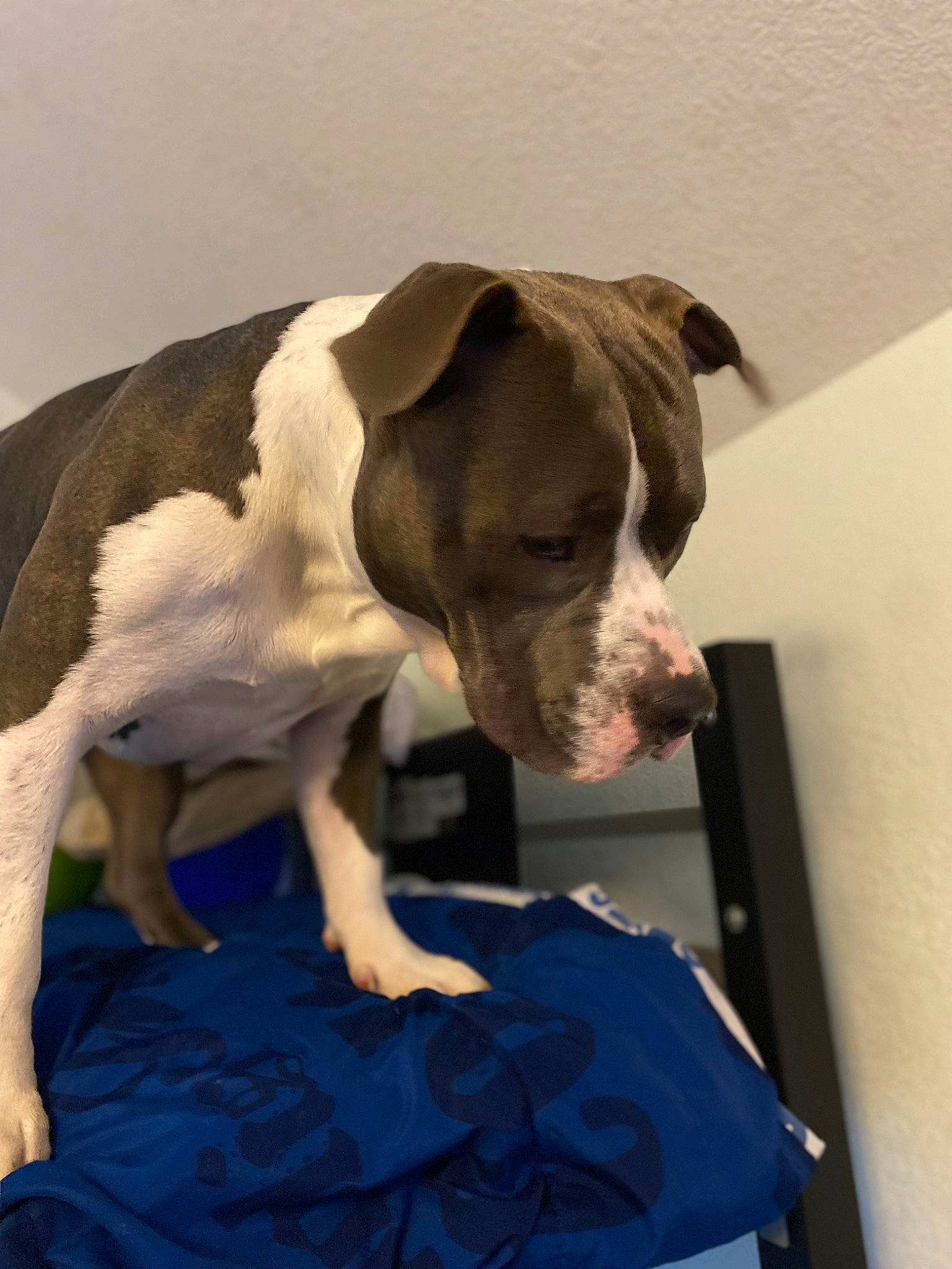 Arrow joined the competition — help win amazing prizes! blue, canidae, carnivore, comfort, companion_dog, dog, dog_breed, dog_supply, flooring, linens, non_sporting_group, paw, puppy, tail, working_animal, working_dog