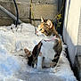 Nala a rejoint le concours — aidez-le/la à gagner de superbes lots ! cat, calico_cat, snow, leash, outdoor, winter, sunlight, wall, plant, concrete, curious, pet, animal, fur, collar, feline, nature, daylight, sitting, cold