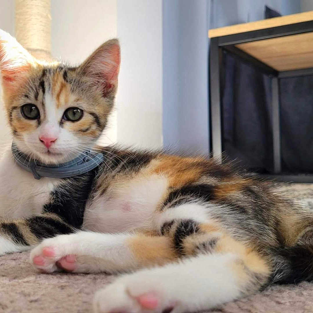 Nala participe au concours pour gagner de l'argent avec cette photo : animal, calico, carpet, cat, collar, cute, domestic, feline, fur, home, indoor, kitten, mammal, paws, pet, relaxed, resting, sunlight, whiskers, young