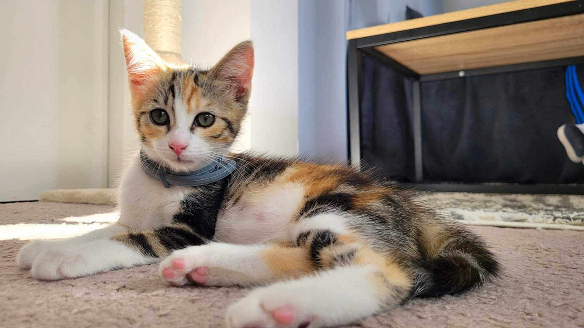 Nala participe au concours pour gagner de l'argent avec cette photo : kitten, cat, calico, indoor, carpet, sunlight, pet, animal, fur, whiskers, collar, paws, resting, cute, young, mammal, domestic, feline, relaxed, home