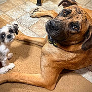 Ellie Mae Darden joined the competition — help win amazing prizes! dog, canine, pet, animal, floor, tile_floor, carpet, small_dog, large_dog, brown_dog, white_dog, fur, cute, looking_up, indoor, collar, ears, paw, companion, friendship
