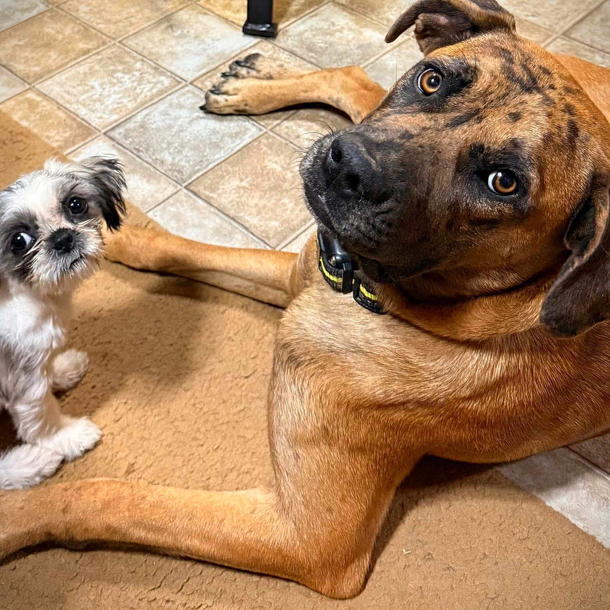 Ellie Mae Darden joined the competition — help win amazing prizes! animal, brown_dog, canine, carpet, collar, companion, cute, dog, ears, floor, friendship, fur, indoor, large_dog, looking_up, paw, pet, small_dog, tile_floor, white_dog