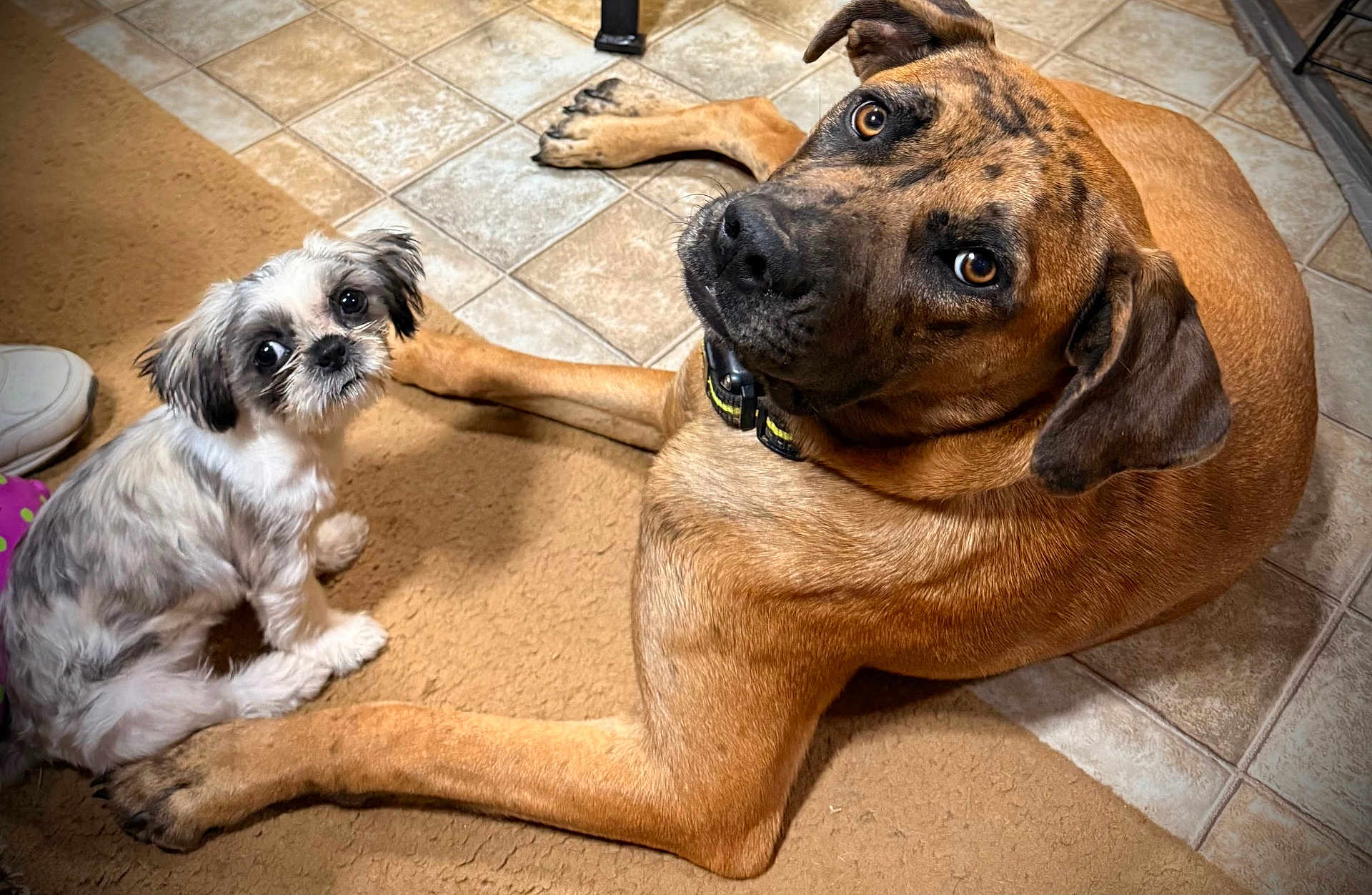 Ellie Mae Darden joined the competition — help win amazing prizes! dog, canine, pet, animal, floor, tile_floor, carpet, small_dog, large_dog, brown_dog, white_dog, fur, cute, looking_up, indoor, collar, ears, paw, companion, friendship