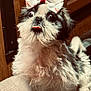 dog, bow, cute, fluffy, tongue_out, indoor, pet, small_dog, fur, animal, looking_up, adorable, white_bow, wooden_background, companion, domestic_animal, friendly, cute_pet, close_up, portrait